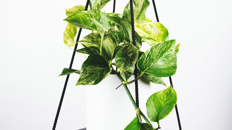 世界杯球迷观赛热情高涨 - 看台上身穿各队球衣的球迷挥舞旗帜